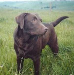 vand labrador.