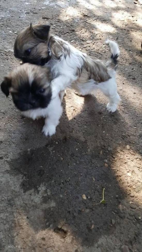 Pui Shi Tzu