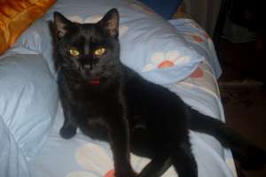 Ofer motan spre adoptie