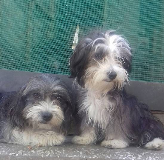 fetite Bichon Havanese  Poze