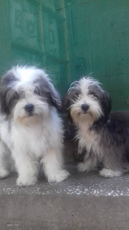 fetite Bichon Havanese  Poze