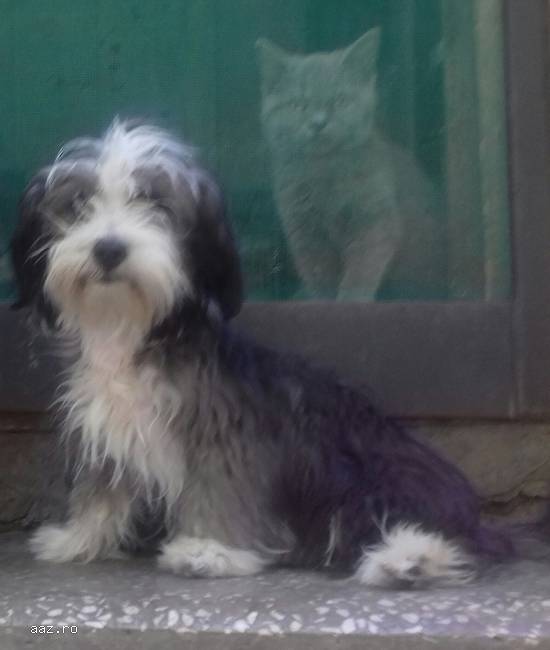 fetite Bichon Havanese  Poze