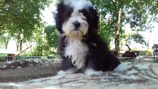 fetite Bichon Havanese  Poze