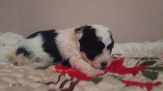 fetite Bichon Havanese  Poze