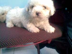 bichon frise