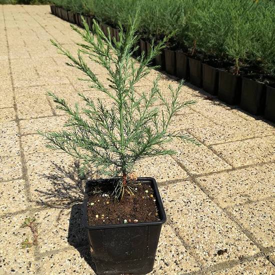 Puieti sequoia