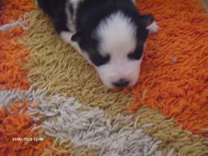 vand pui husky