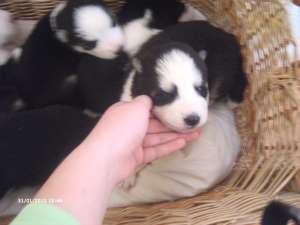 vand pui husky