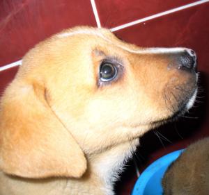 Rysa puiul de bullmastiff isi cauta stapan