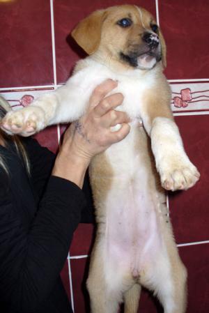 Rysa puiul de bullmastiff isi cauta stapan