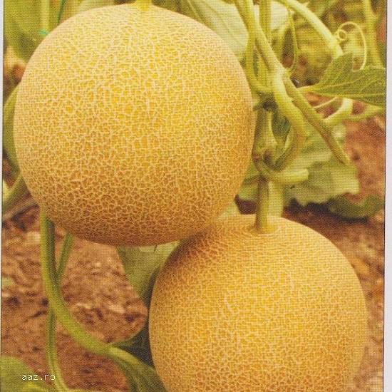 Pepeni galben – Raymond F1 – 50 seminte