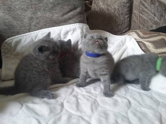 Bsh Kittens activ sau neactiv,   Pkd Neg