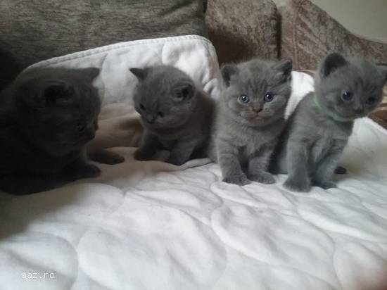 Bsh Kittens activ sau neactiv,   Pkd Neg