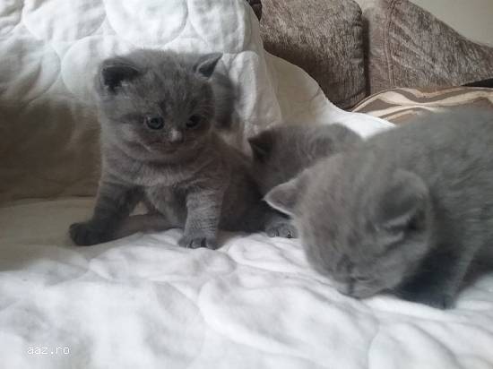 Bsh Kittens activ sau neactiv,   Pkd Neg