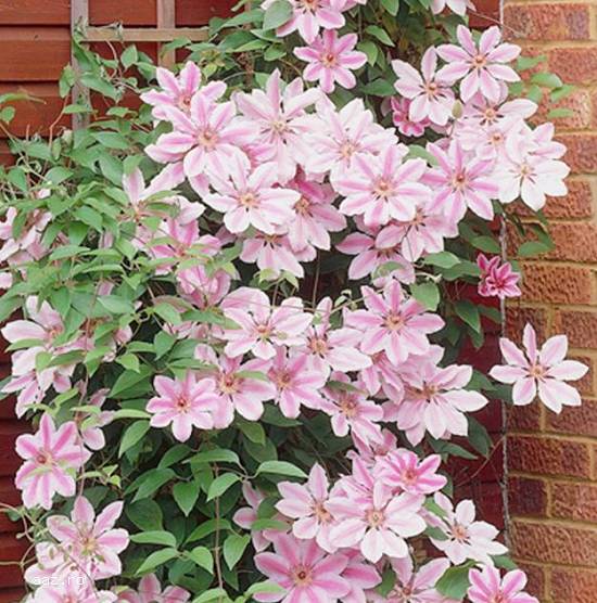 Clematite la ghiveci-10+5 gratis