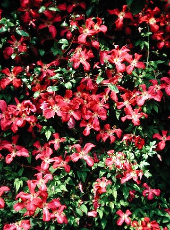 Clematite la ghiveci-10+5 gratis