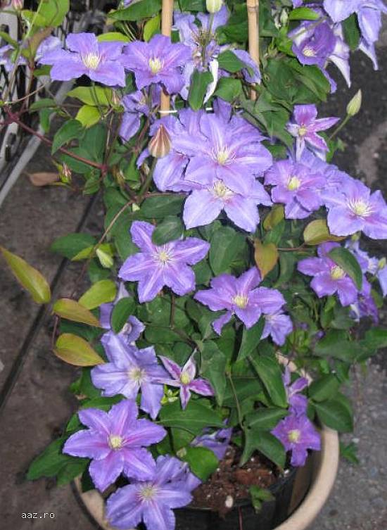 Clematite la ghiveci-10+5 gratis