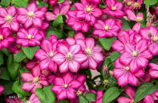 Clematite la ghiveci-10+5 gratis