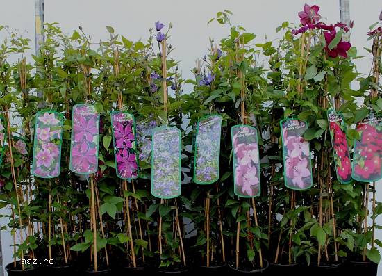 Clematite la ghiveci-10+5 gratis
