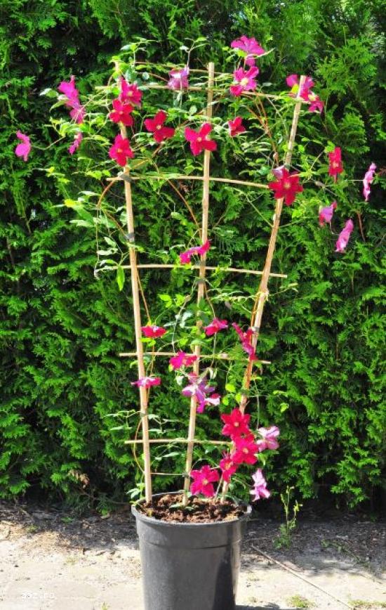 Clematite la ghiveci-10+5 gratis