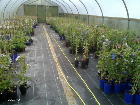 Clematite la ghiveci-10+5 gratis
