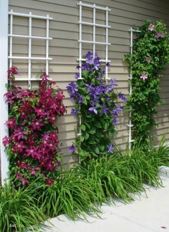 Clematite la ghiveci-10+5 gratis