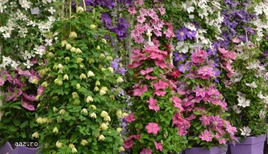 Clematite la ghiveci-10+5 gratis