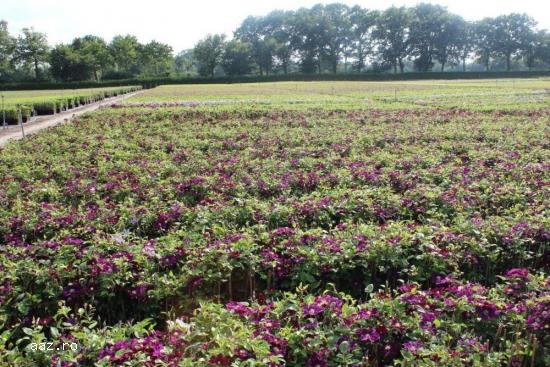 Clematite la ghiveci-10+5 gratis