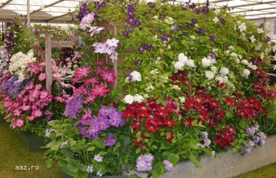 Clematite la ghiveci-10+5 gratis