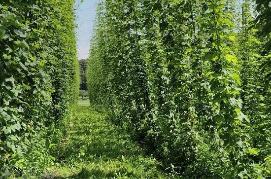 Butasi hamei hallertauer,      northern brewer,      saaz ,      styrian goldings,      cascade-10+5