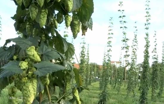 Butasi hamei hallertauer,      northern brewer,      saaz ,      styrian goldings,      cascade-10+5