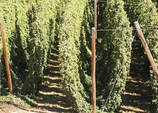 Butasi hamei hallertauer,      northern brewer,      saaz ,      styrian goldings,      cascade-10+5