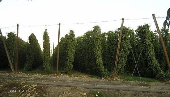 Butasi hamei ,         rizomi -hallertauer,          northern brewer,          saaz ,          styri