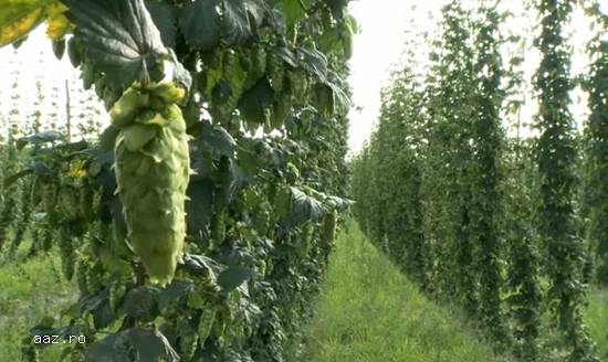 Butasi hamei ,         rizomi -hallertauer,          northern brewer,          saaz ,          styri