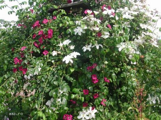 Clematite la ghiveci-10+5 gratis
