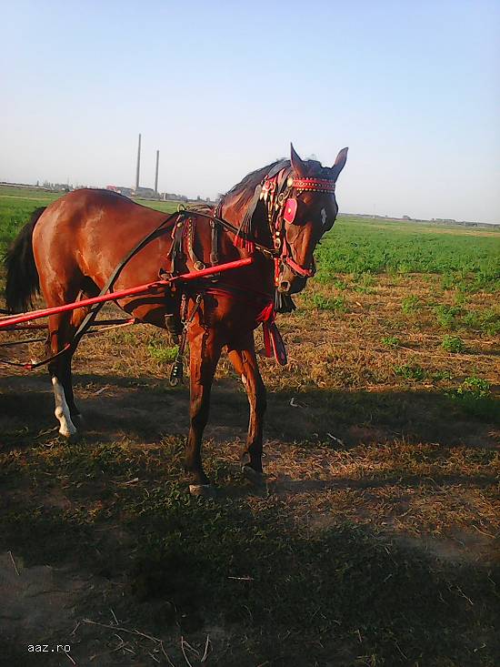 Vand iapa lipitan