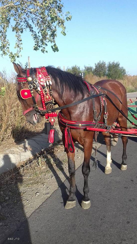 Vand iapa lipitan