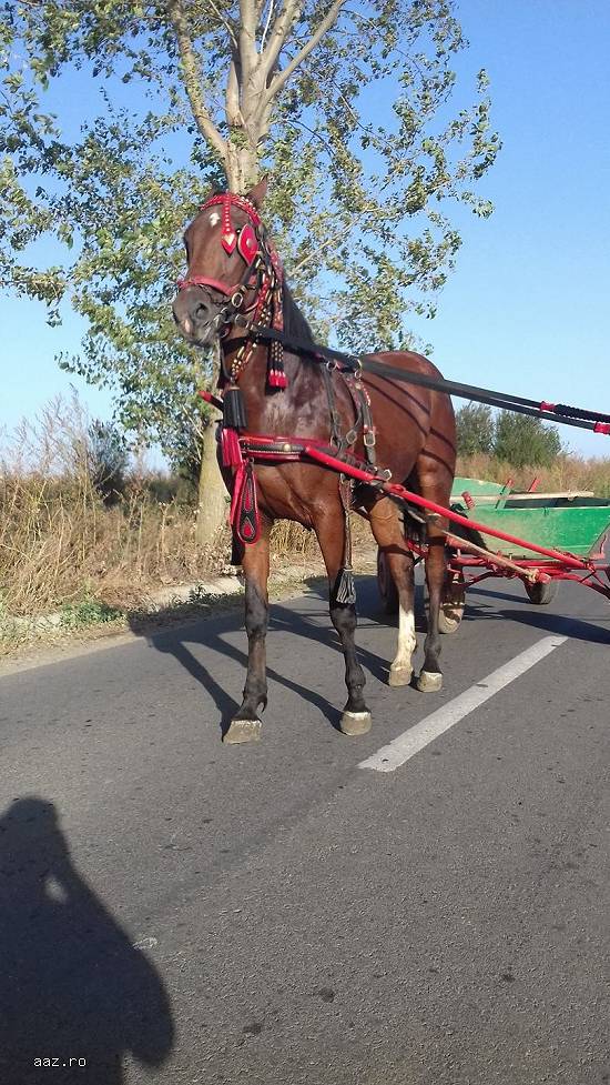 Vand iapa lipitan