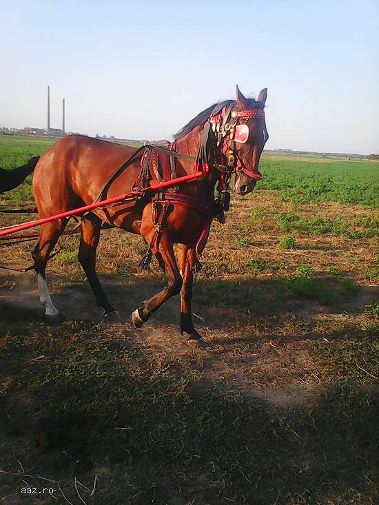 Vand iapa lipitan