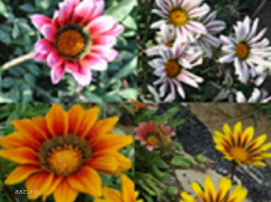 Gazania - 500 seminte 4 culori mixt