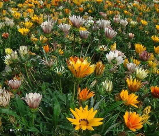 Gazania - 500 seminte 4 culori mixt