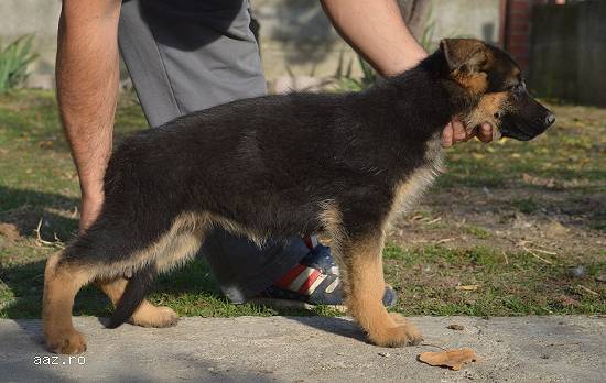 Cteii Ciobanesc German Linii de Show
