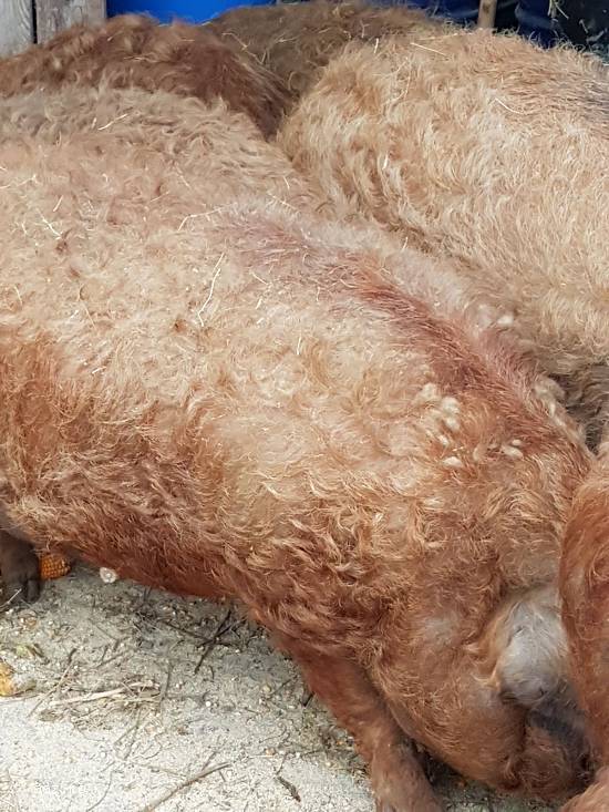 vand porci de mangalita  intre 100-150kg .