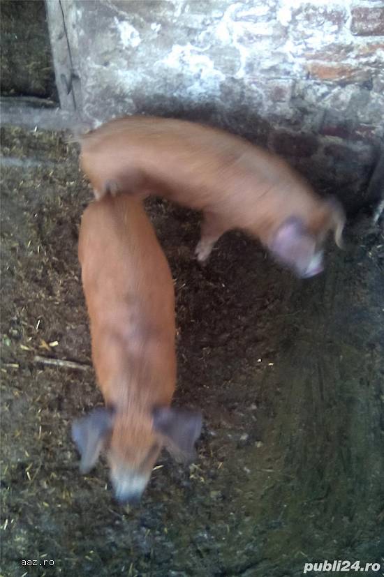 Purcei DUROC