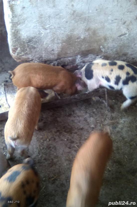 Purcei DUROC