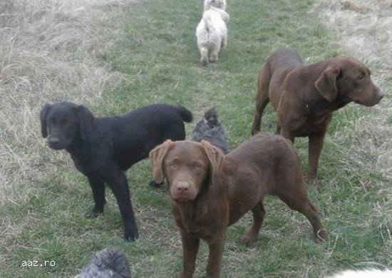 catei LABRADOR Retriever Poze