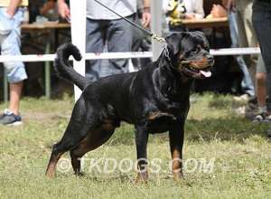 Rottweiler