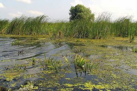 Oportunitate afacere,   736 Ha Delta Dunarii