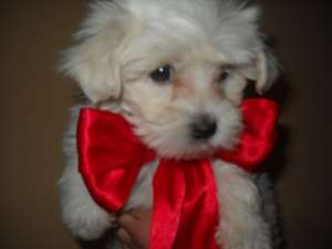 cadoul perfect de valentine