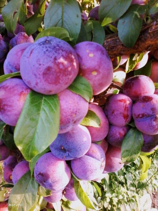 Vand pomii fructiferi